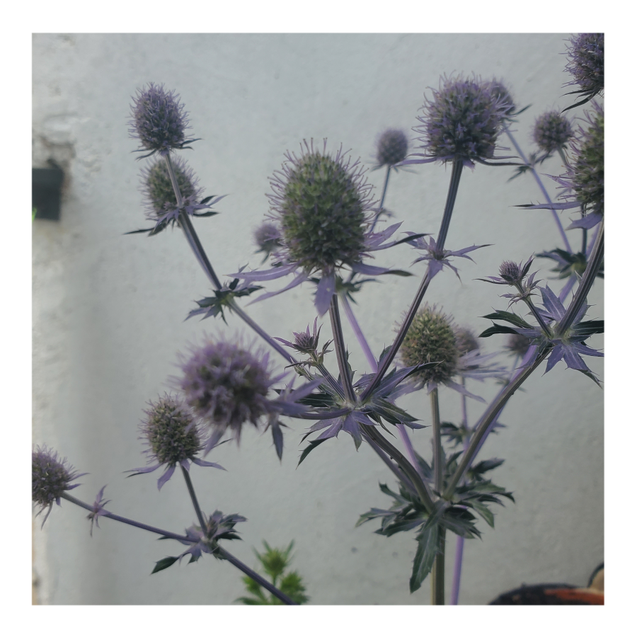 PARADISE JACKPOT SEA HOLLY THISTLE