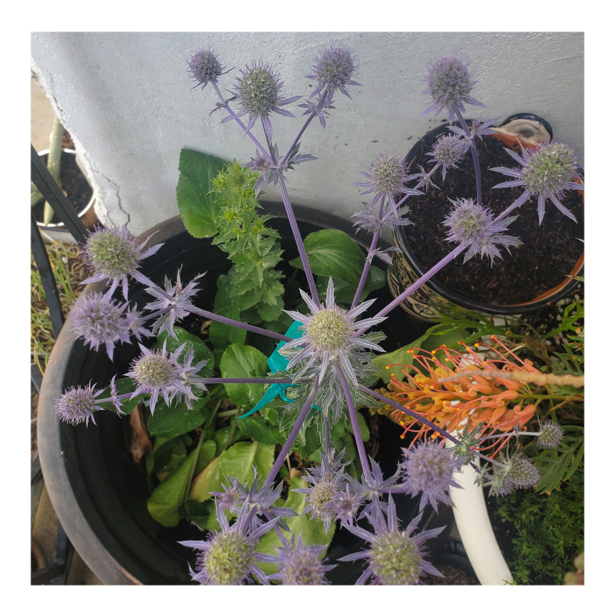 PARADISE JACKPOT SEA HOLLY THISTLE