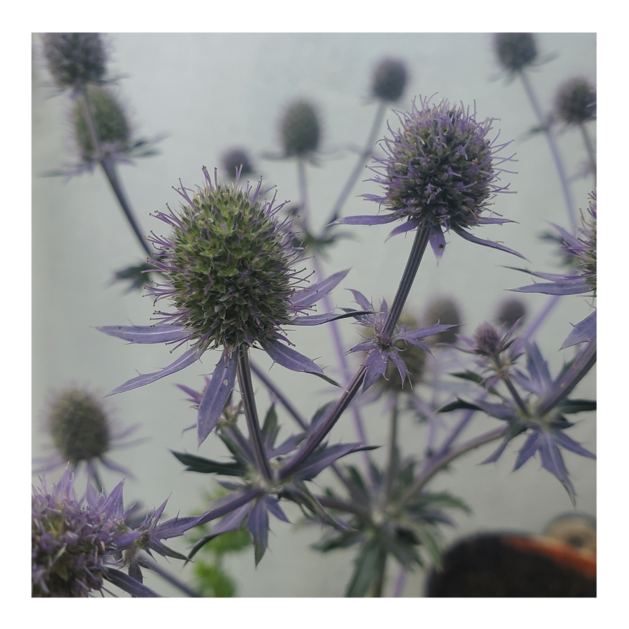 PARADISE JACKPOT SEA HOLLY THISTLE