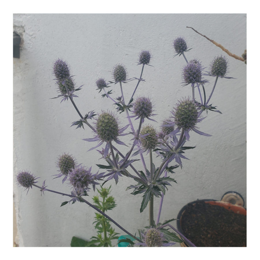 PARADISE JACKPOT SEA HOLLY THISTLE