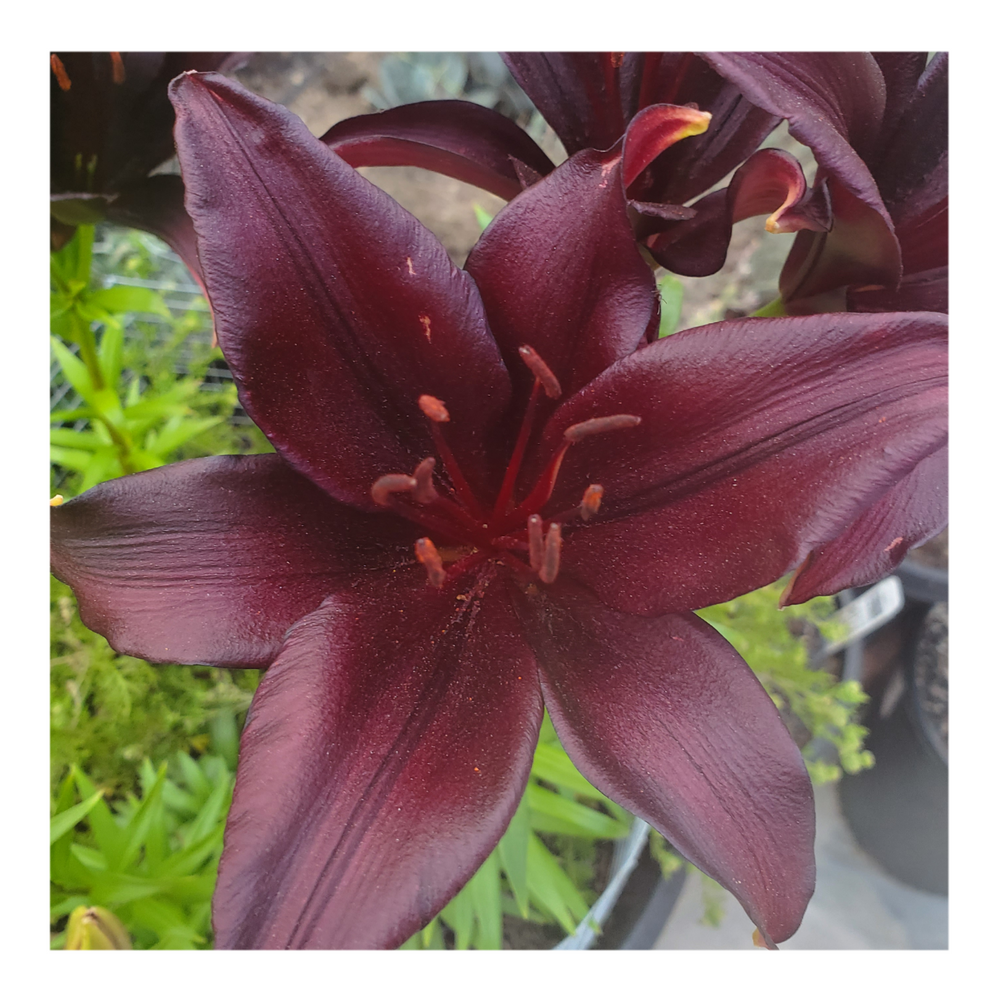 LANDINI ASIATIC LILY