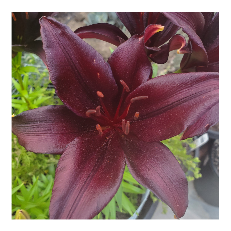 LANDINI ASIATIC LILY