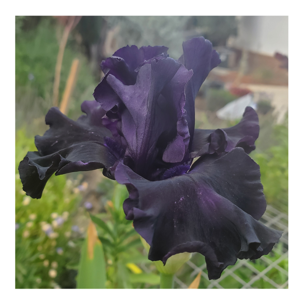 BAD INTENSIONS DWARF BEARDED IRIS