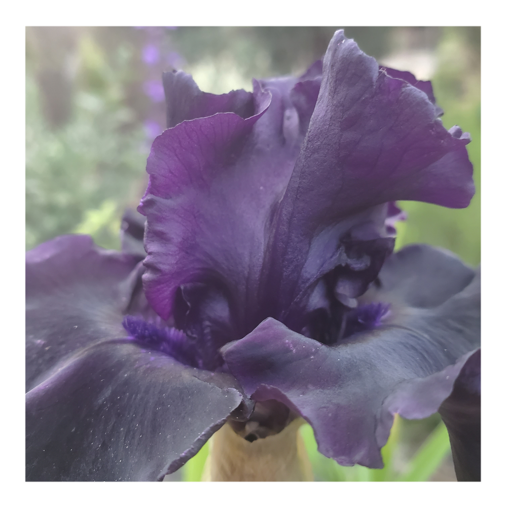 BAD INTENSIONS DWARF BEARDED IRIS