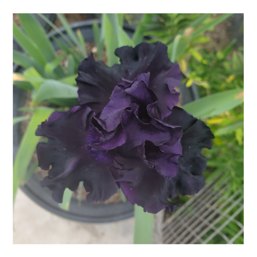 BAD INTENSIONS DWARF BEARDED IRIS
