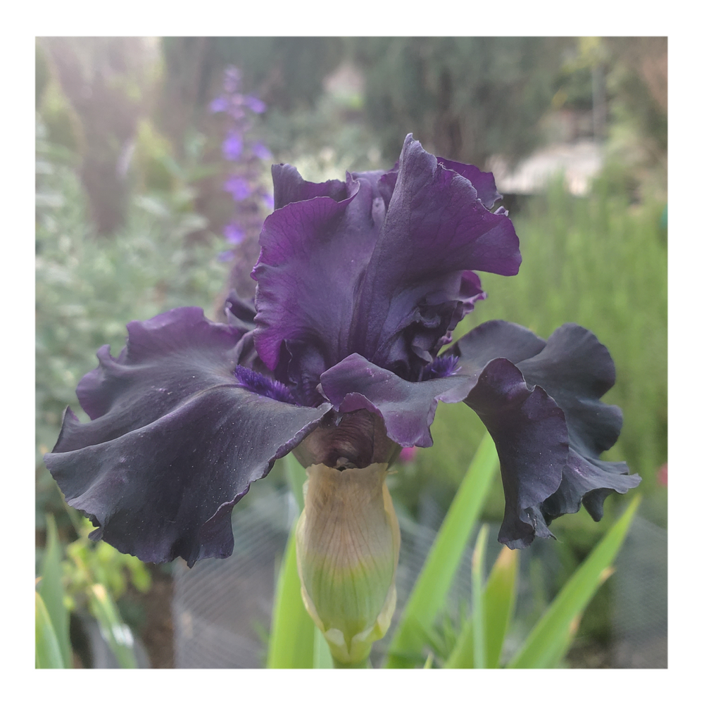 BAD INTENSIONS DWARF BEARDED IRIS