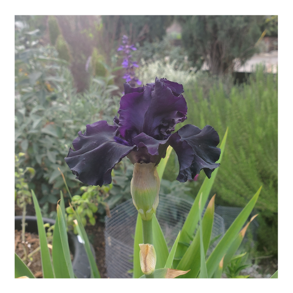 BAD INTENSIONS DWARF BEARDED IRIS