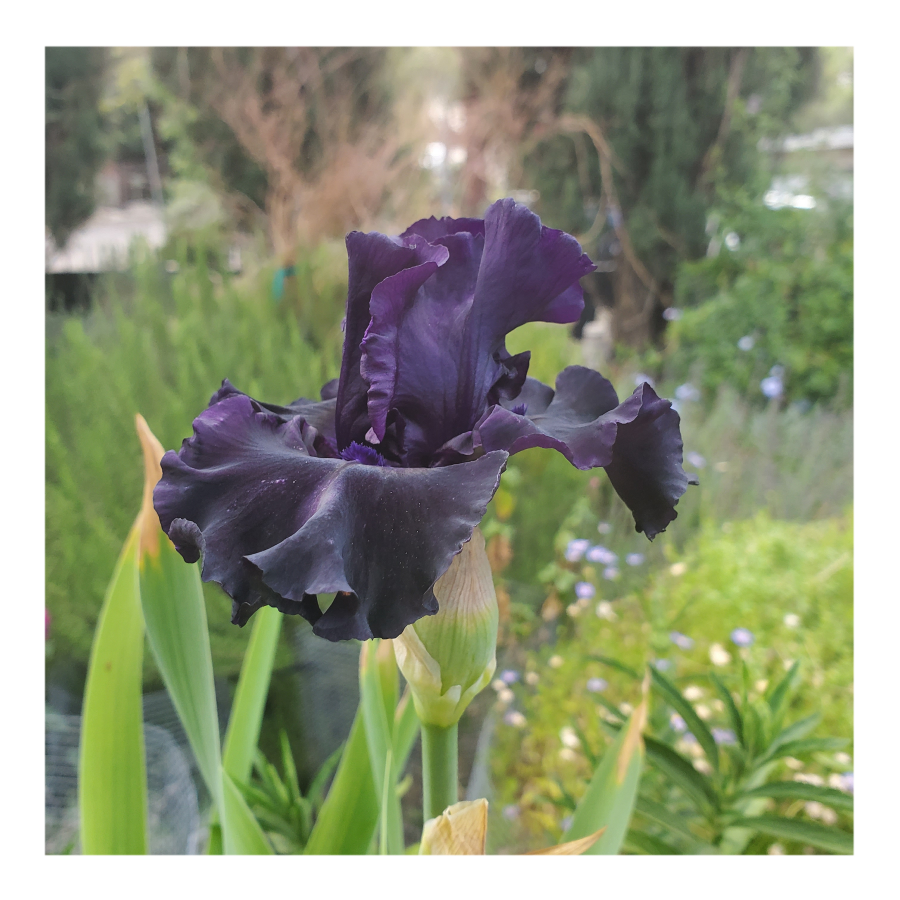BAD INTENSIONS DWARF BEARDED IRIS