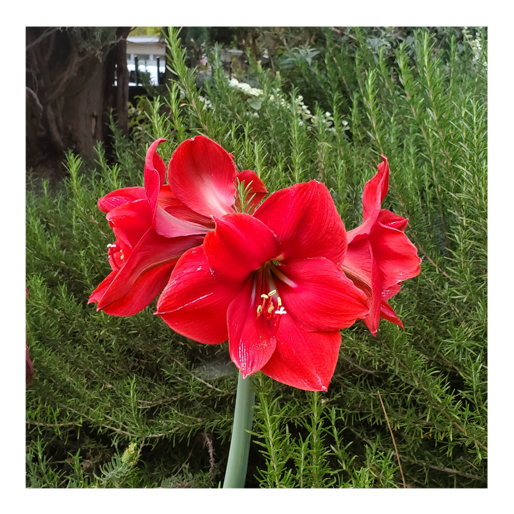 AMARYLLIS