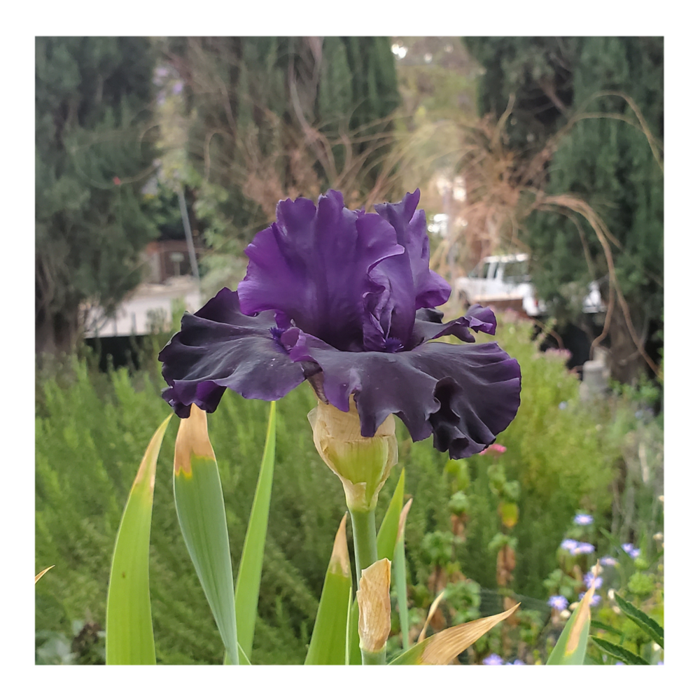 BAD INTENSIONS DWARF BEARDED IRIS