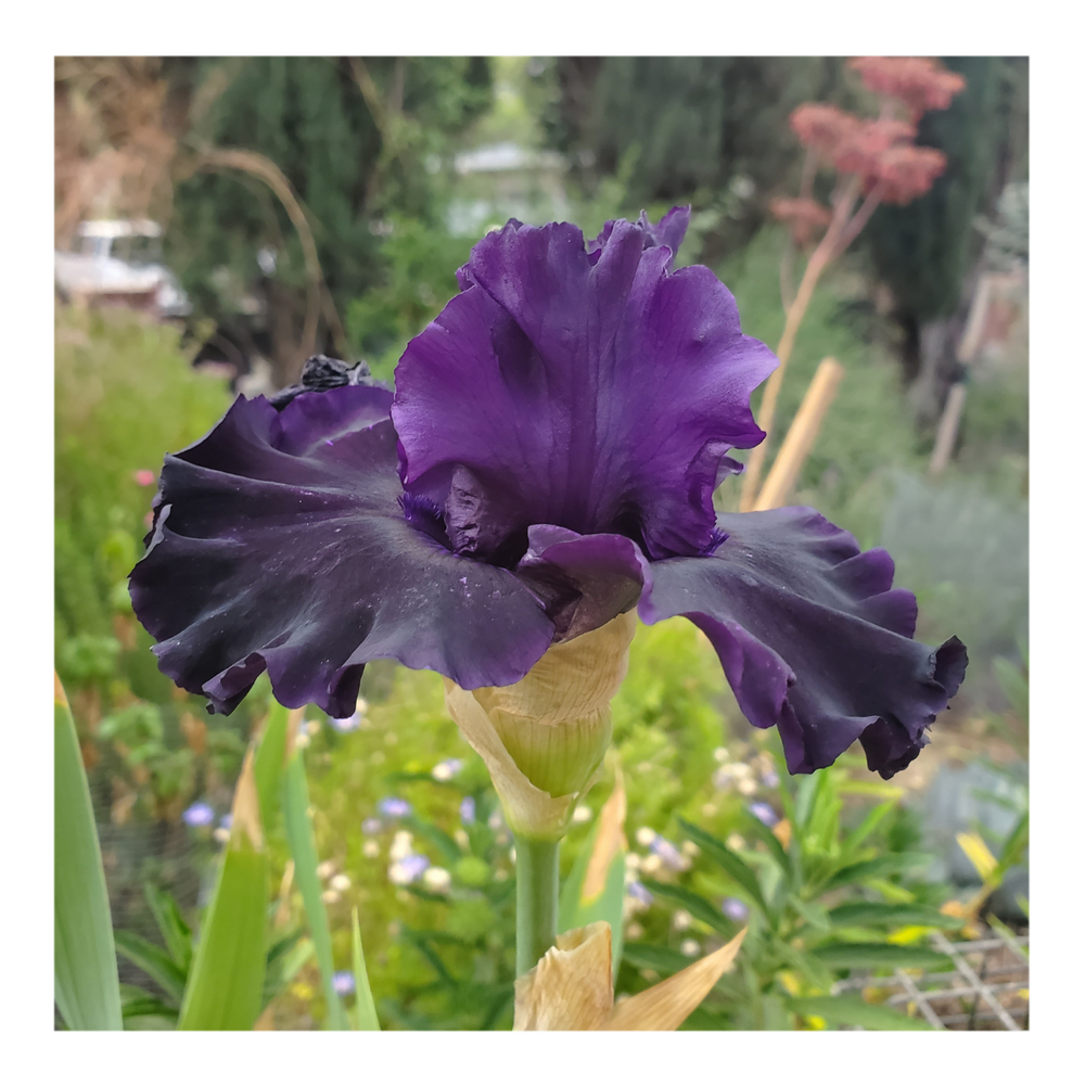 BAD INTENSIONS DWARF BEARDED IRIS