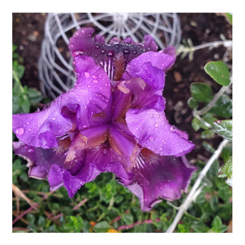 RASPBERRY TIGER STANDARD DWARF BEARDED IRIS