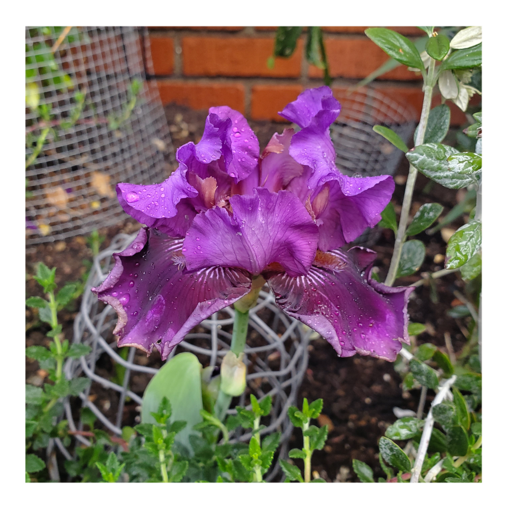 RASPBERRY TIGER STANDARD DWARF BEARDED IRIS