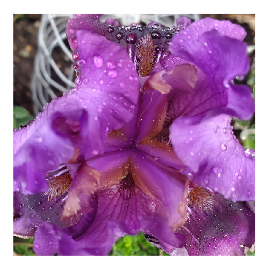 RASPBERRY TIGER STANDARD DWARF BEARDED IRIS