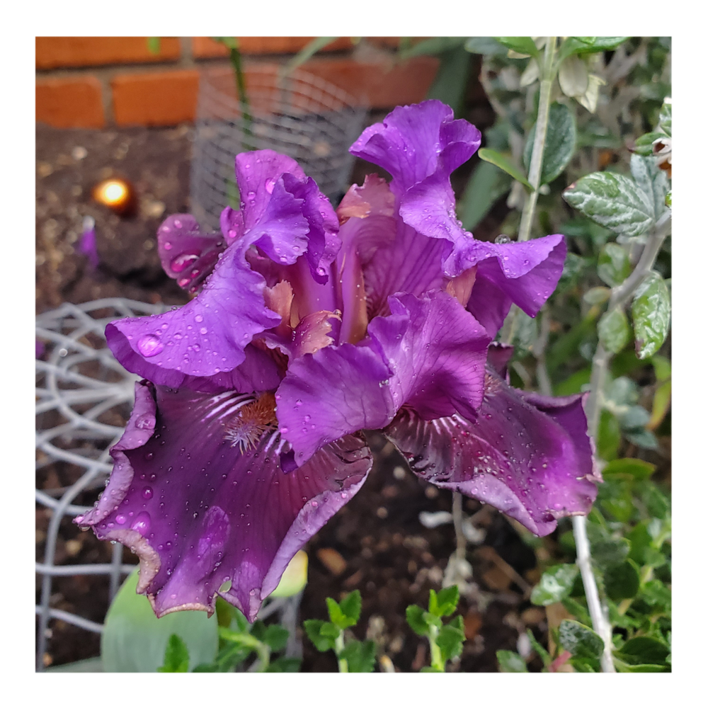 RASPBERRY TIGER STANDARD DWARF BEARDED IRIS