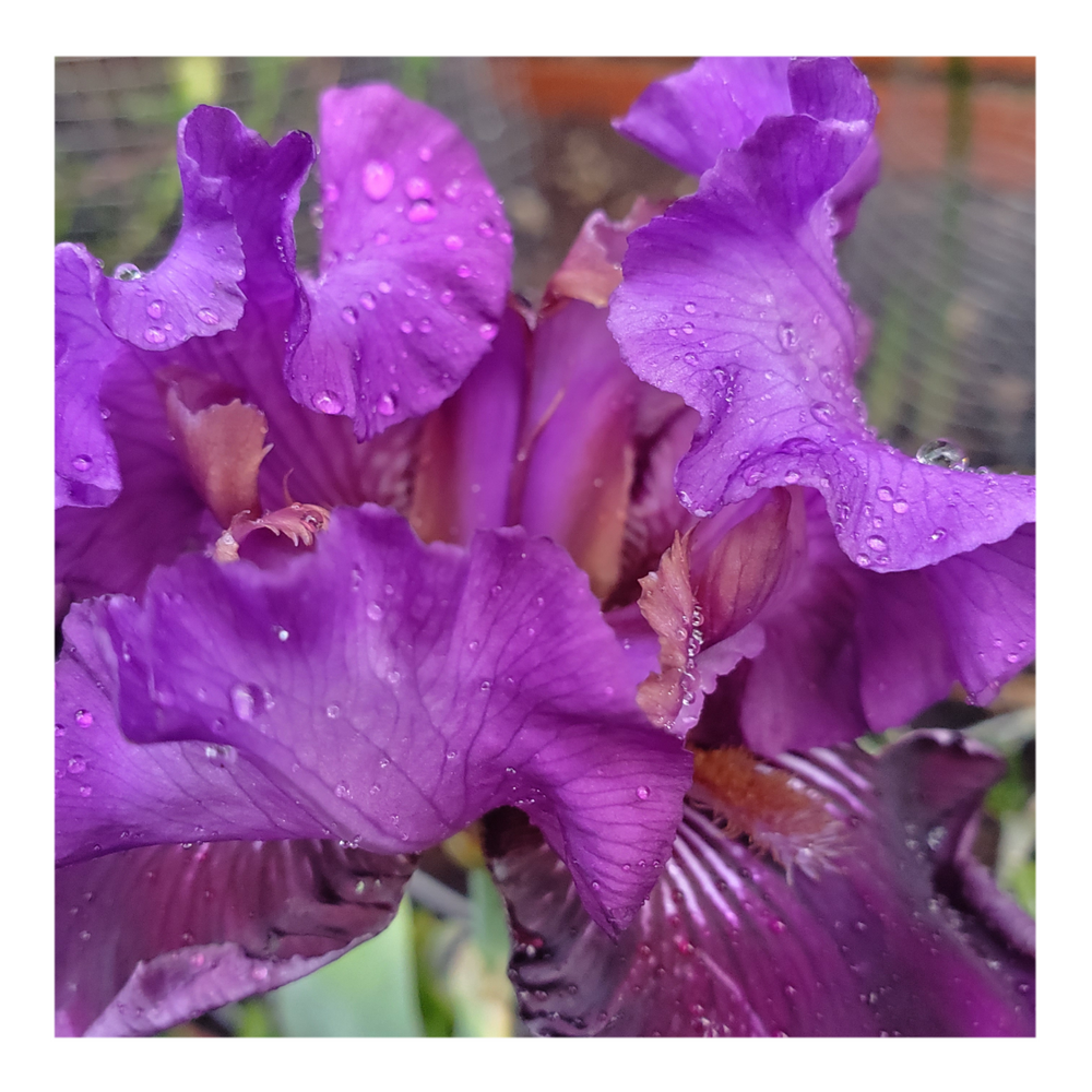 RASPBERRY TIGER STANDARD DWARF BEARDED IRIS