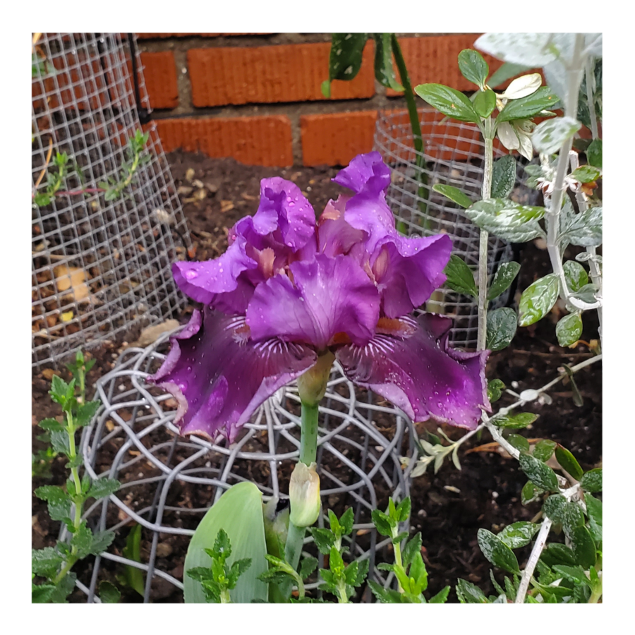 RASPBERRY TIGER STANDARD DWARF BEARDED IRIS