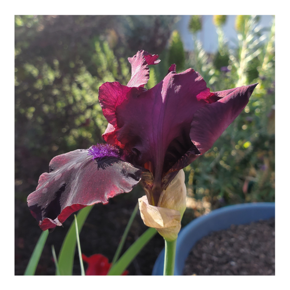 BROOKLYN DWARF BEARDED IRIS