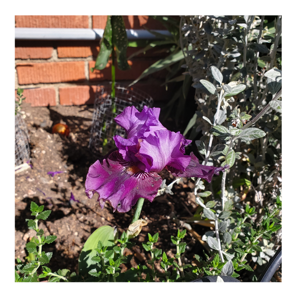 RASPBERRY TIGER STANDARD DWARF BEARDED IRIS
