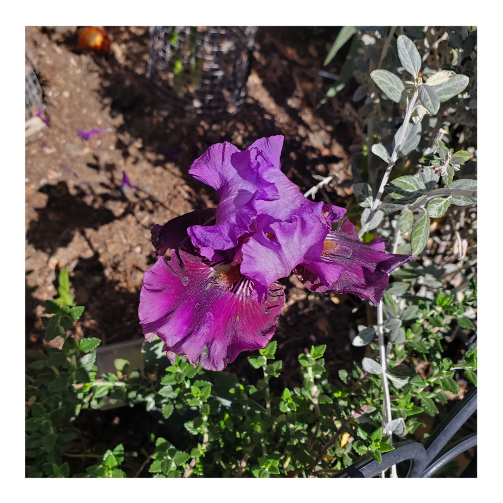 RASPBERRY TIGER STANDARD DWARF BEARDED IRIS