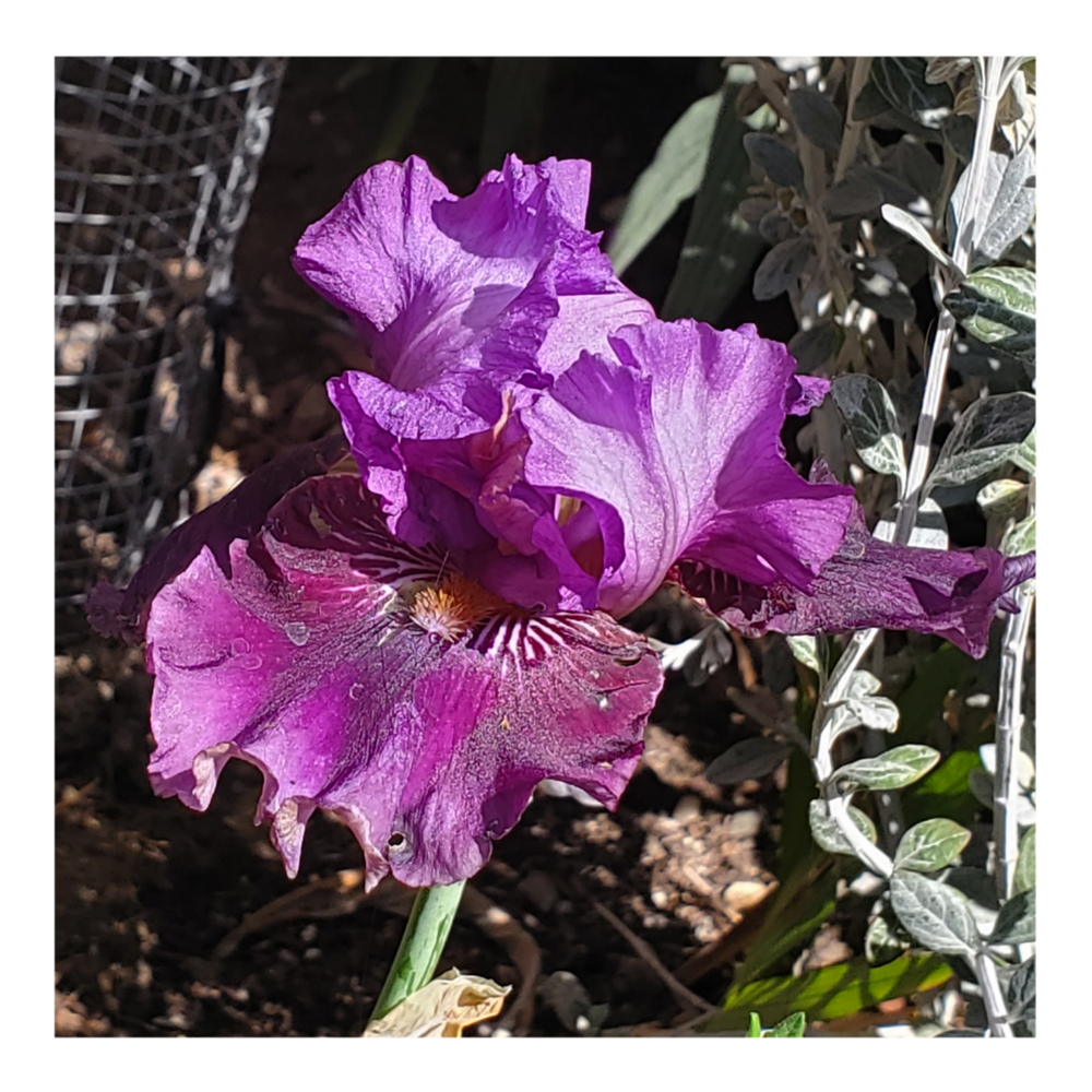 RASPBERRY TIGER STANDARD DWARF BEARDED IRIS