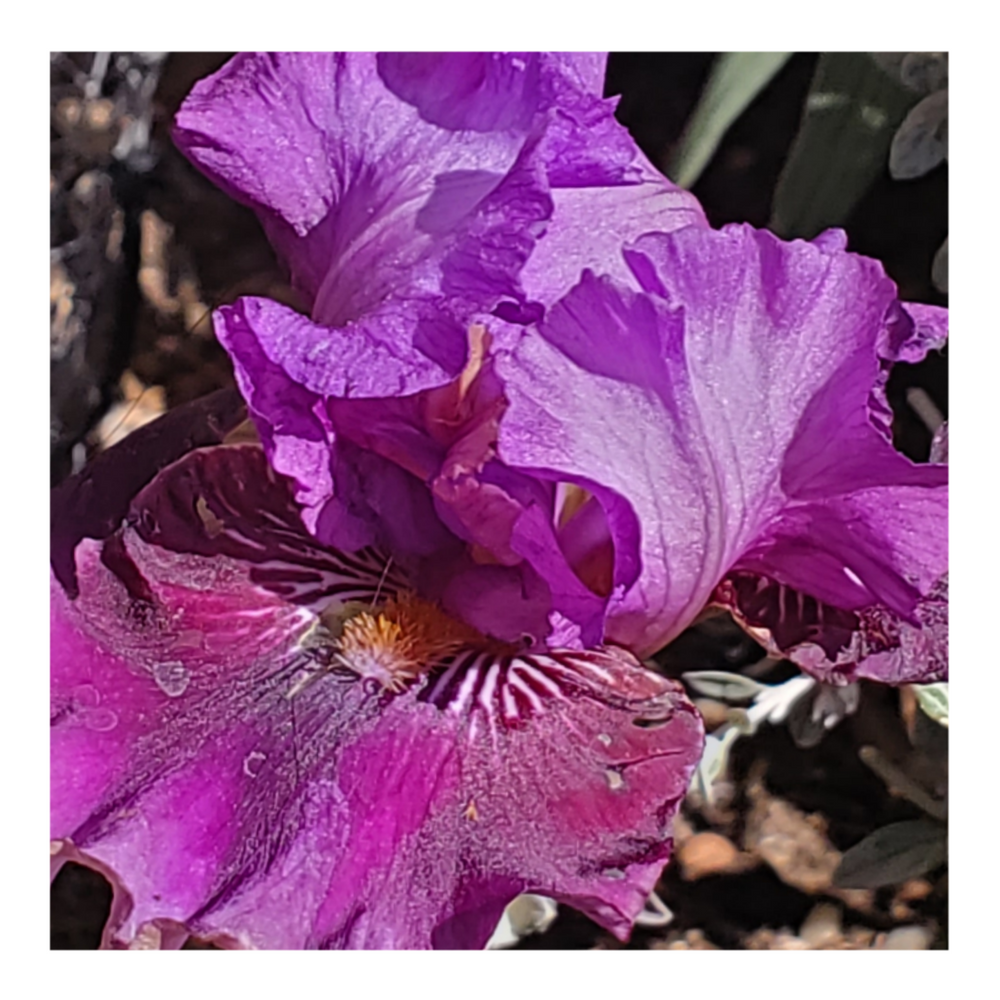 RASPBERRY TIGER STANDARD DWARF BEARDED IRIS