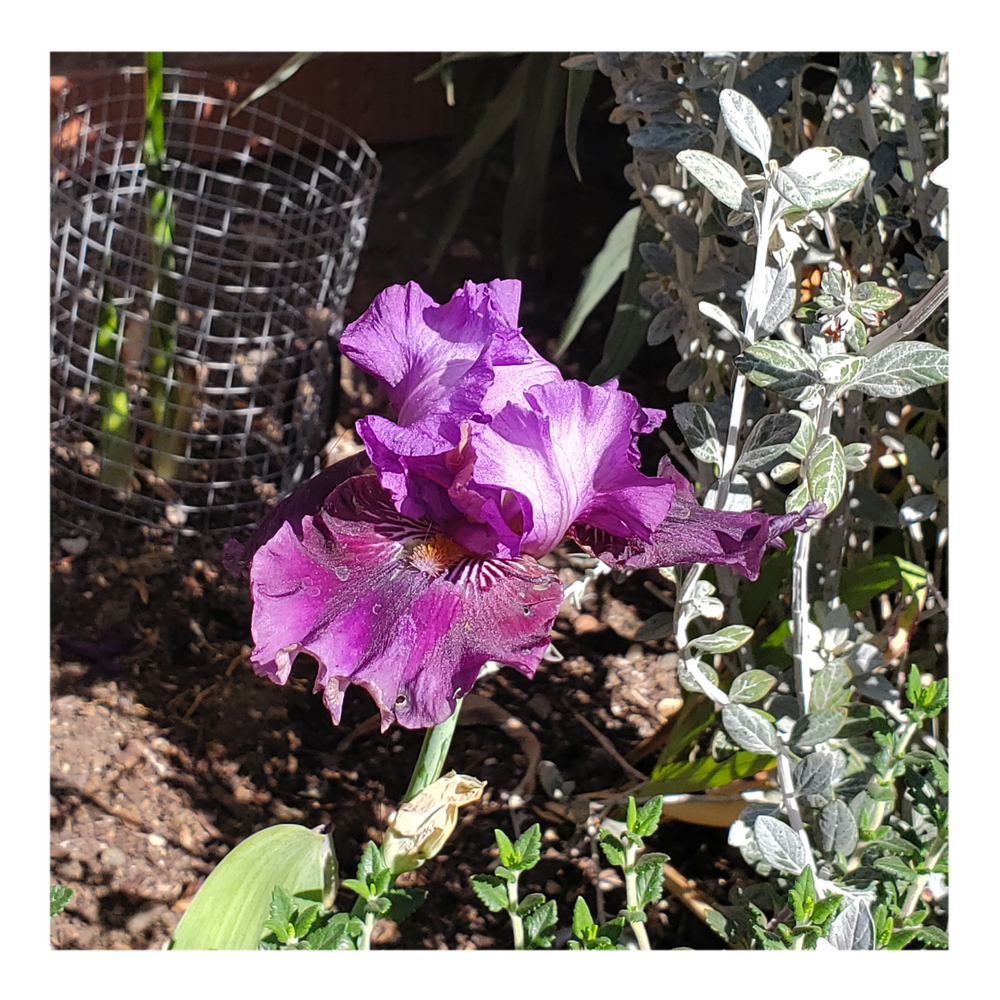 RASPBERRY TIGER STANDARD DWARF BEARDED IRIS