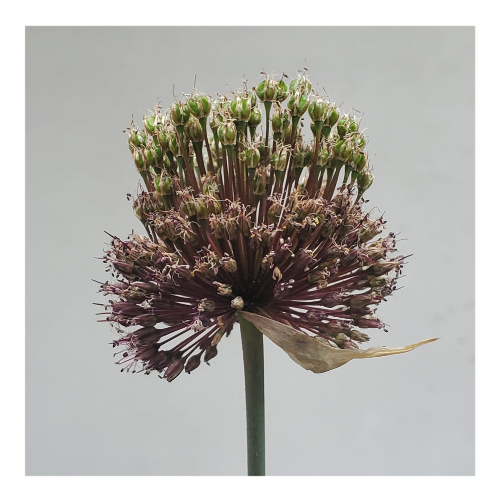 DRUMSTICK ALLIUM