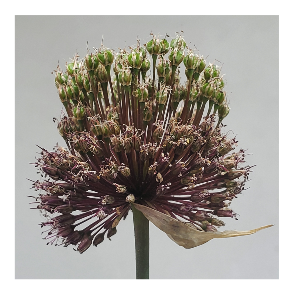 DRUMSTICK ALLIUM