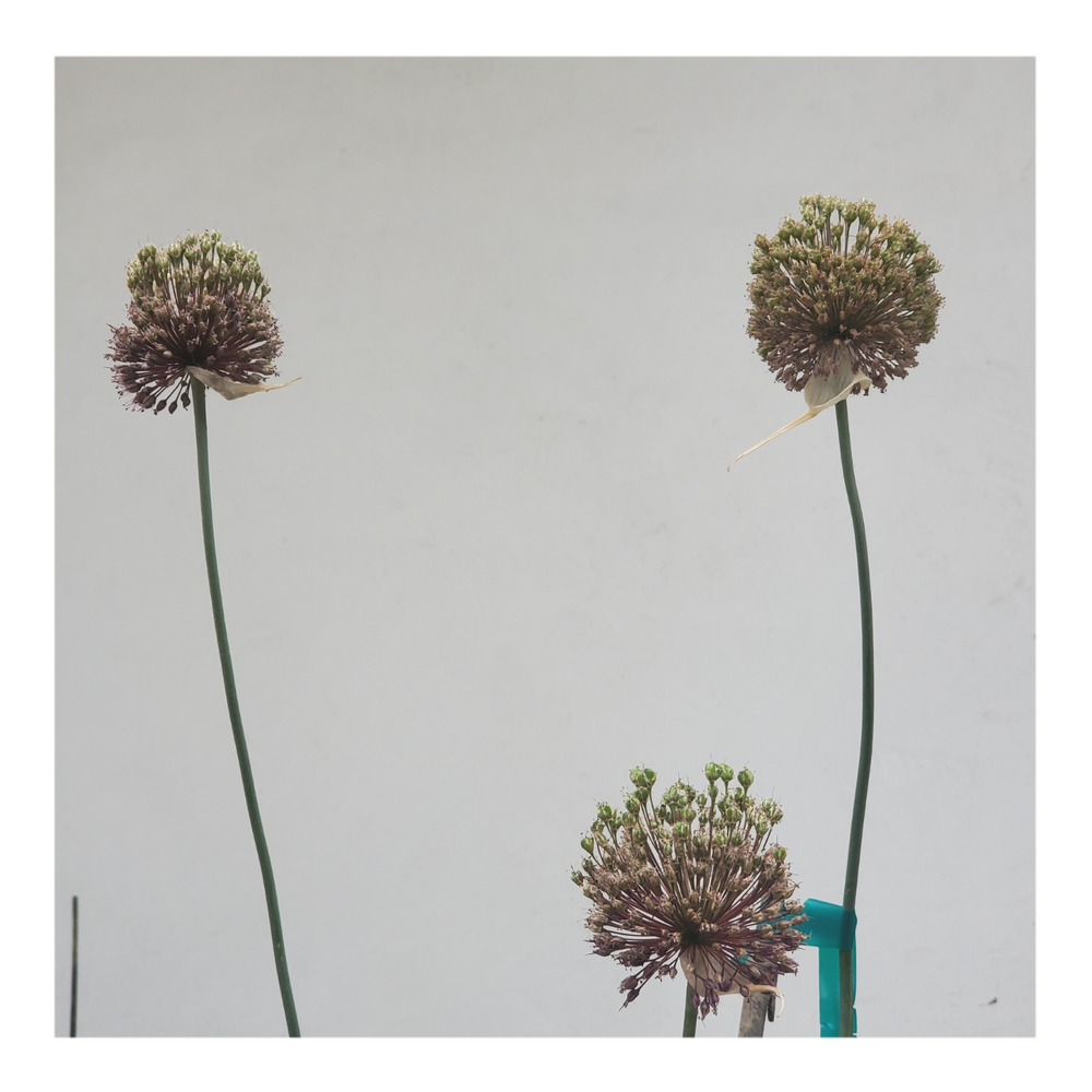 DRUMSTICK ALLIUM