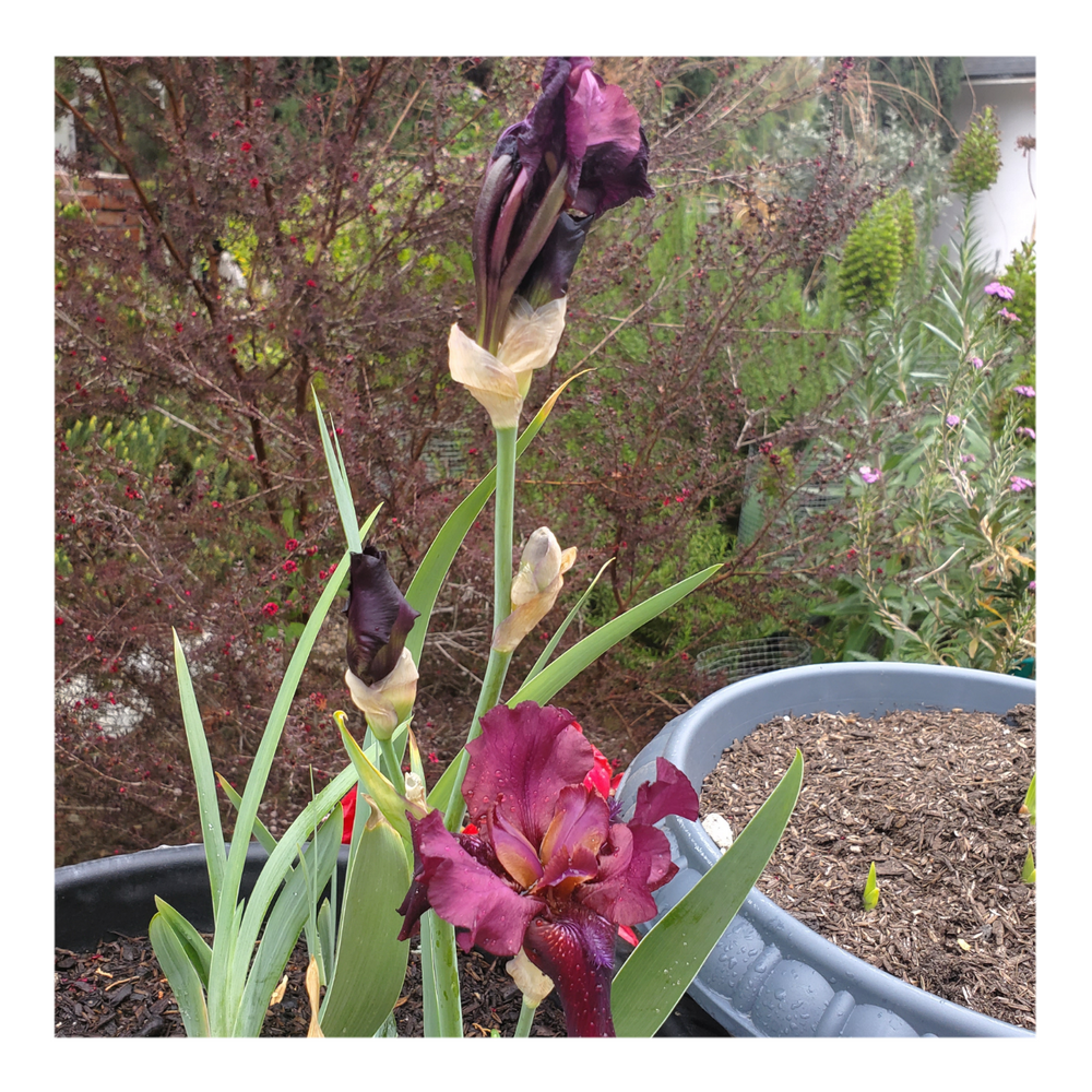BROOKLYN DWARF BEARDED IRIS