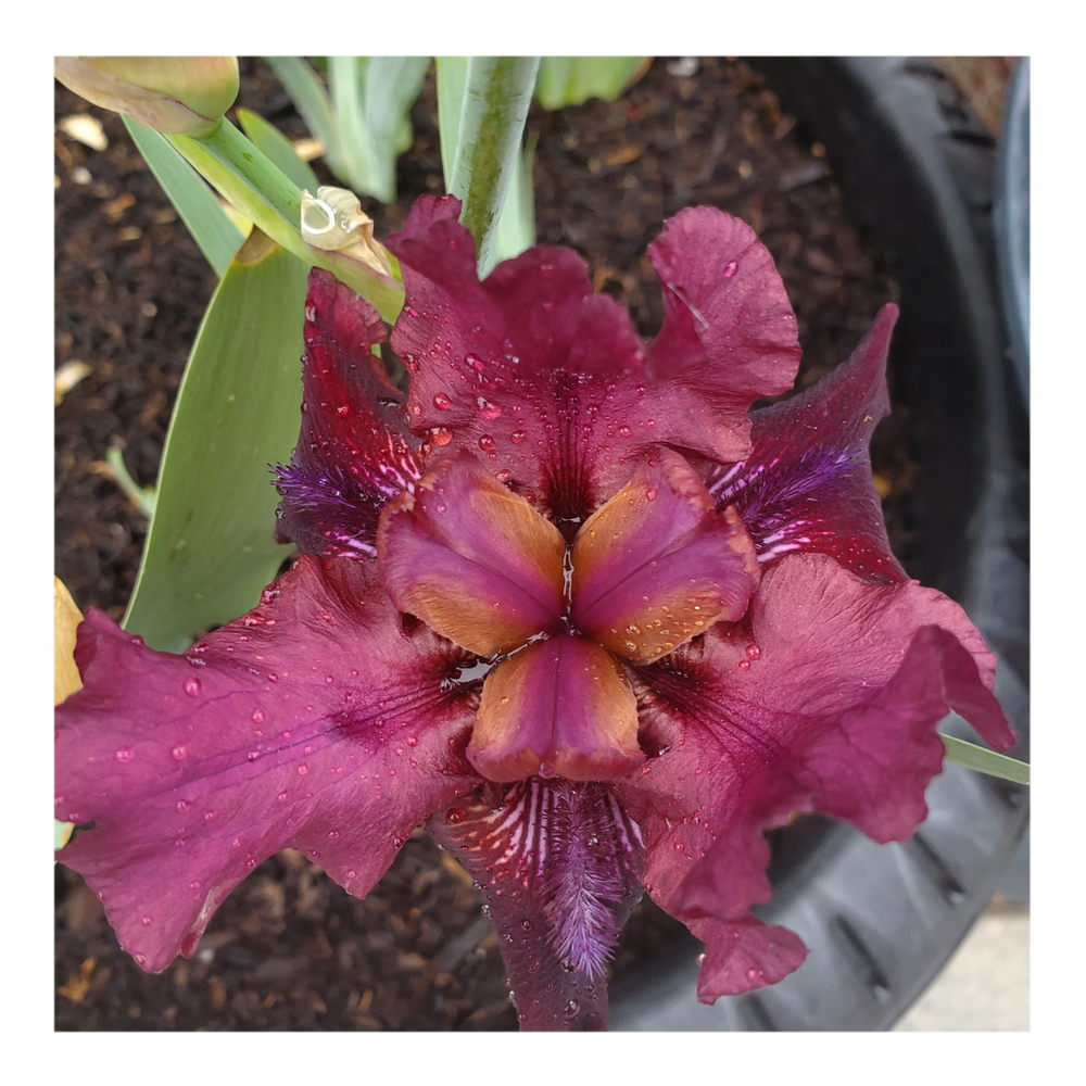 BROOKLYN DWARF BEARDED IRIS