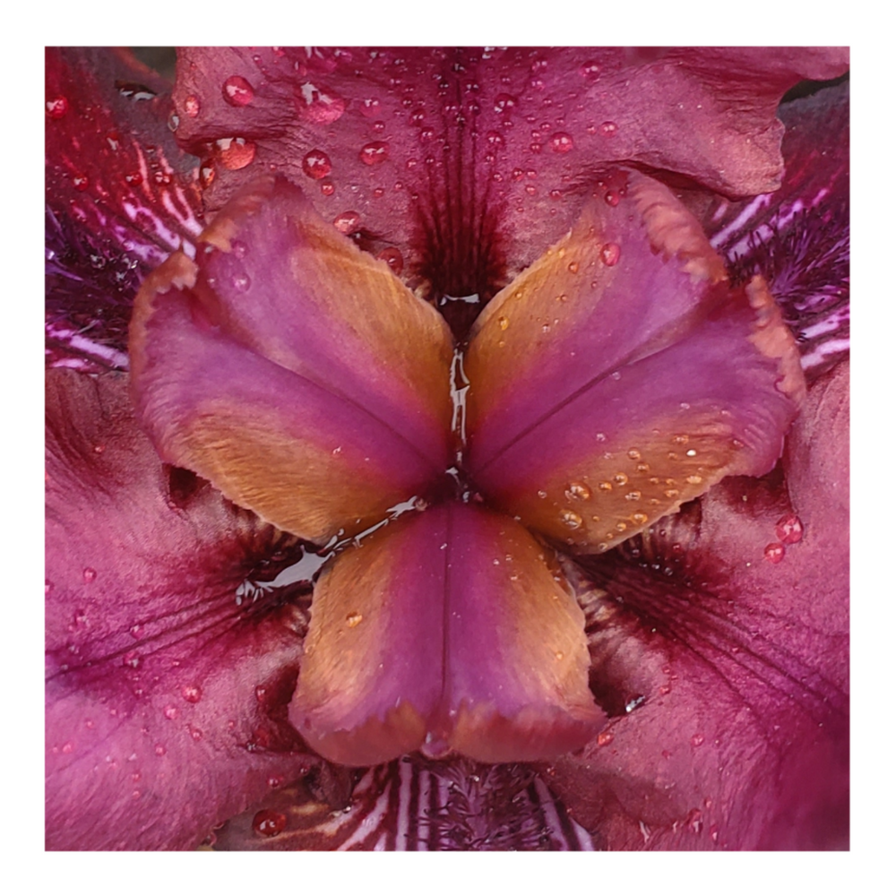 BROOKLYN DWARF BEARDED IRIS