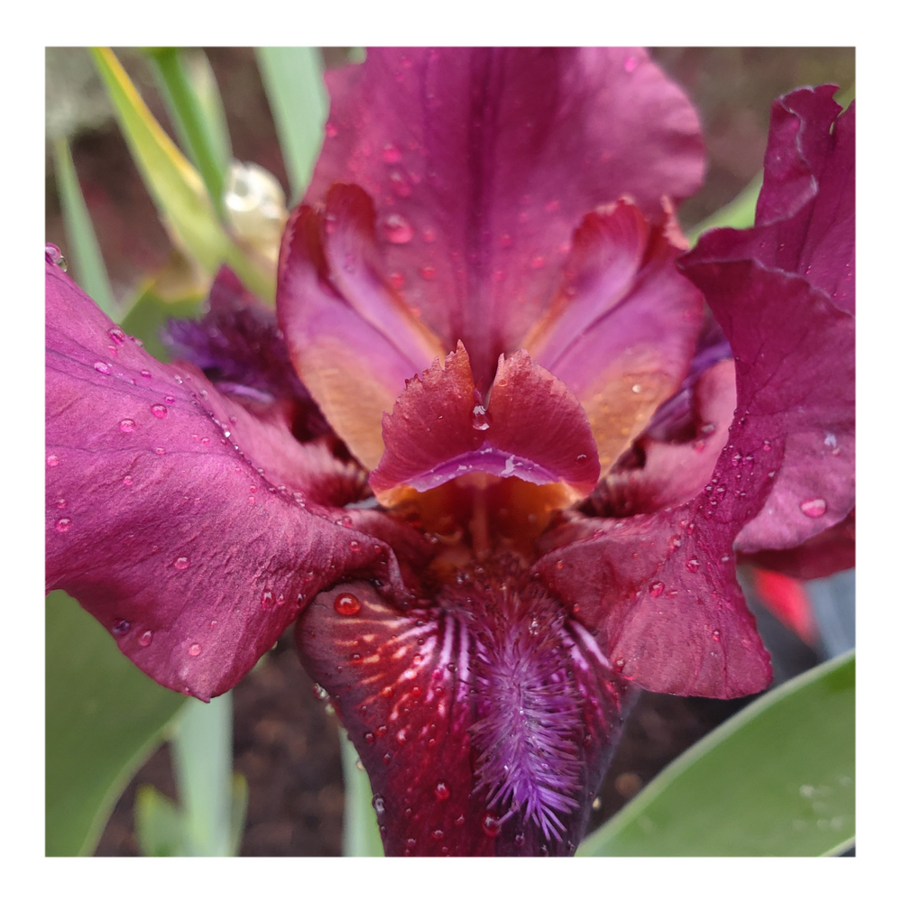 BROOKLYN DWARF BEARDED IRIS