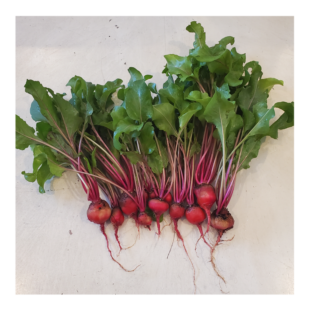 CHIOGGIA HEIRLOOM BEETS