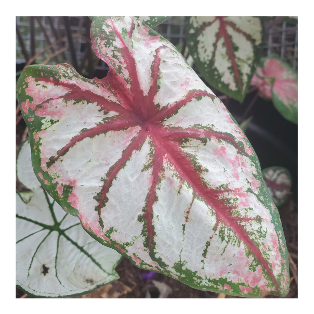 CALADIUM CELEBRATION
