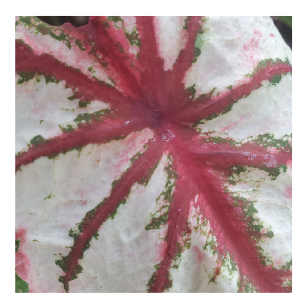 CALADIUM CELEBRATION