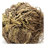 SCORPION ROSE OF JERICHO