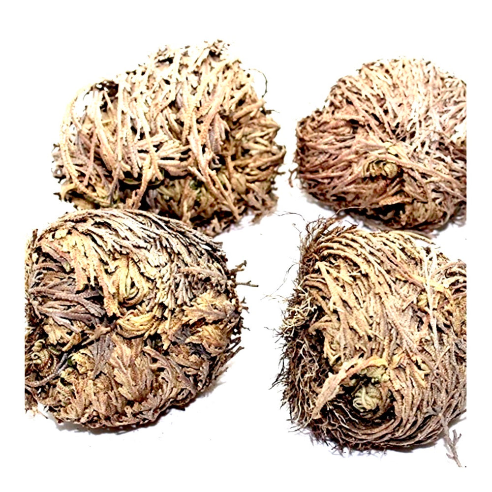 SCORPION ROSE OF JERICHO