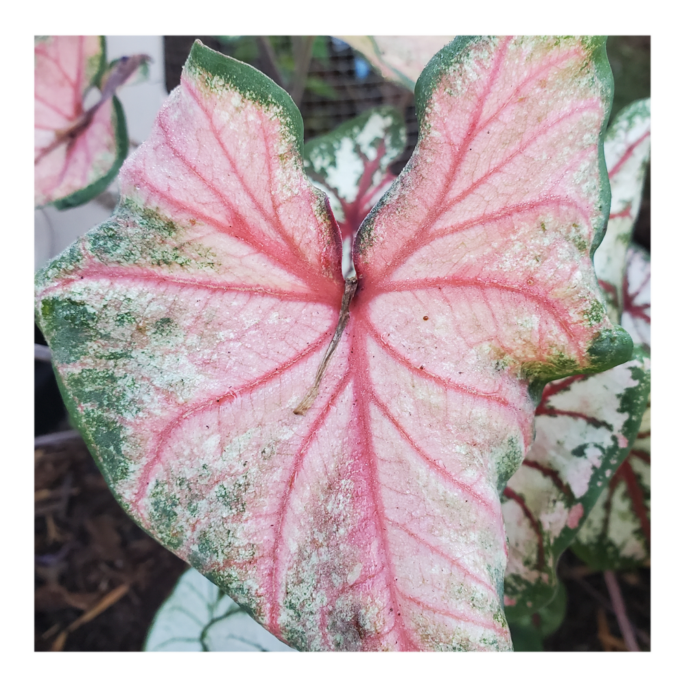 CALADIUM CHINOOK