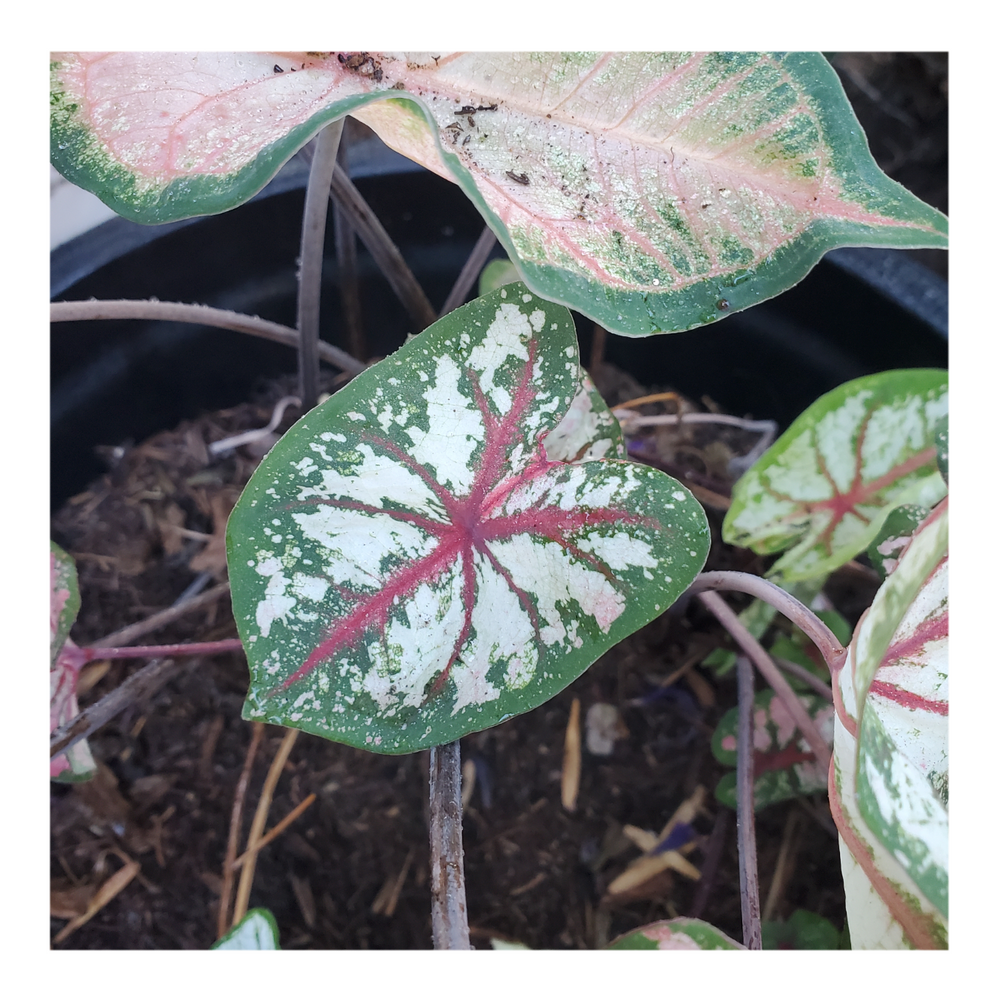 CALADIUM CELEBRATION