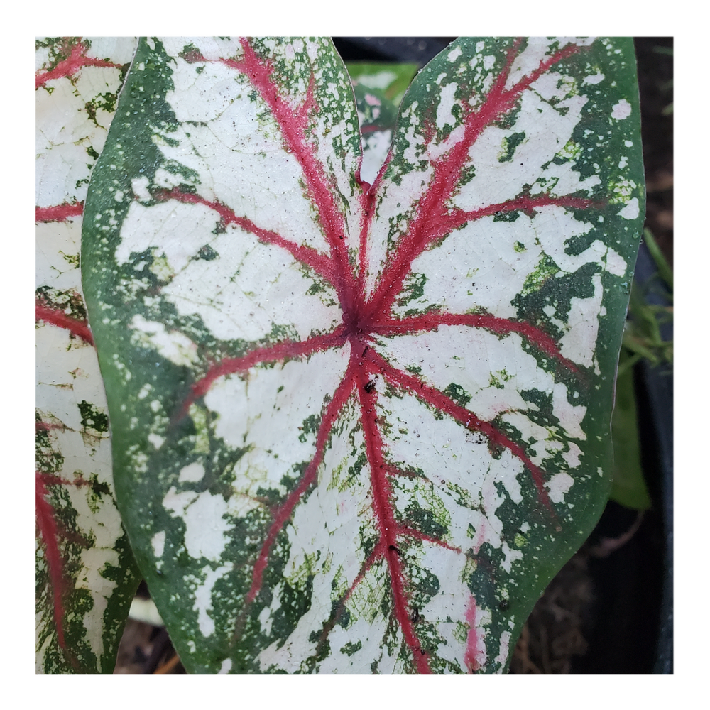 CALADIUM CELEBRATION