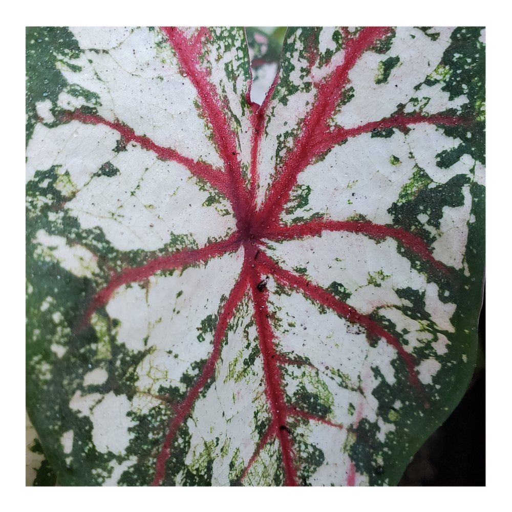 CALADIUM CELEBRATION