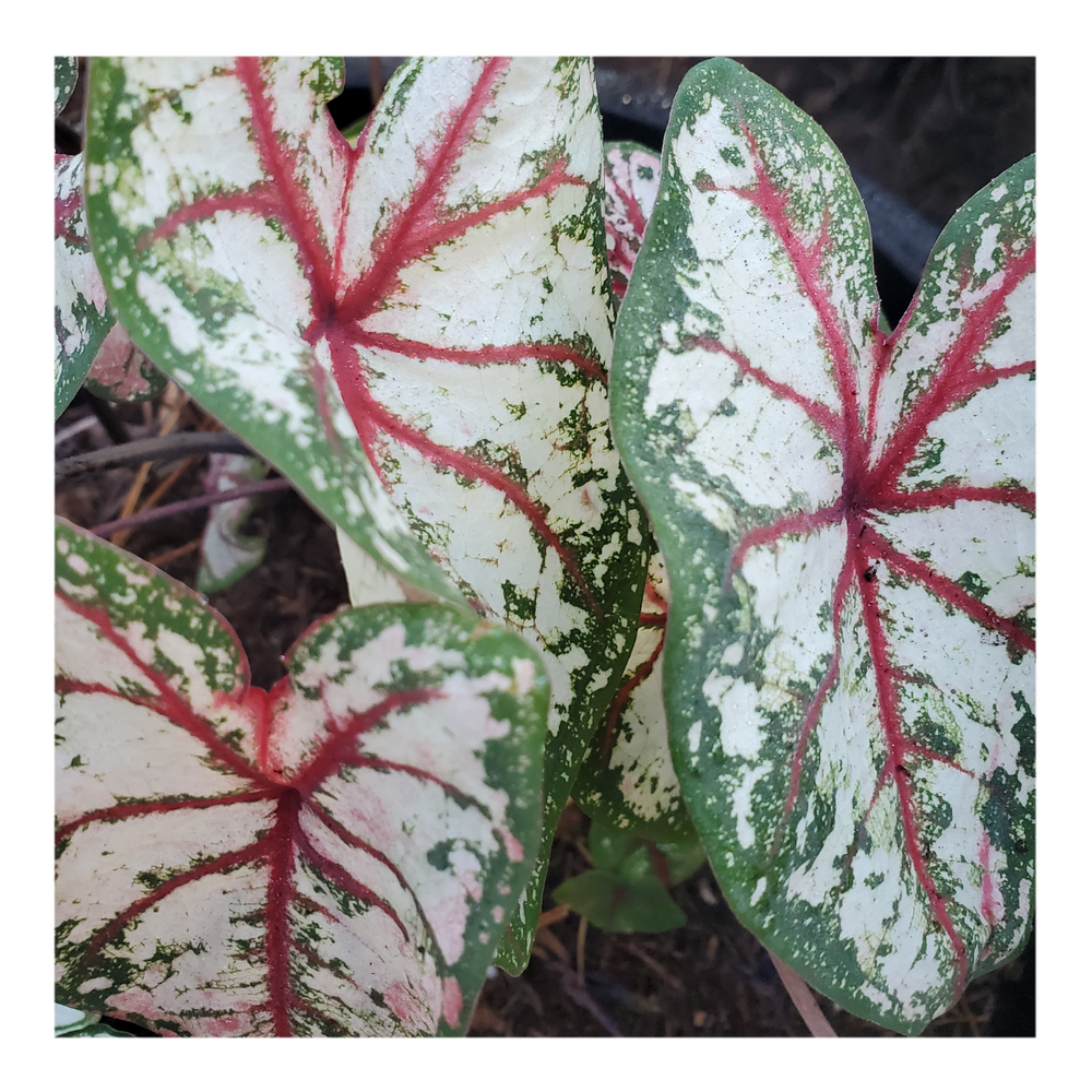 CALADIUM CELEBRATION