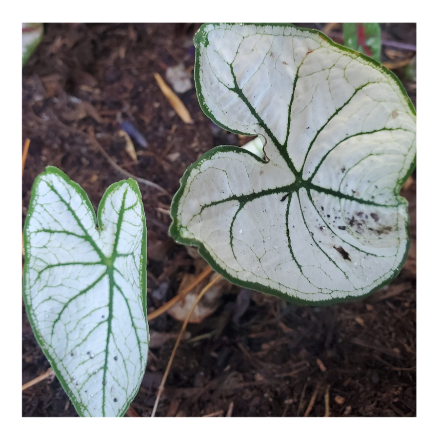 CALADIUM ALLURE