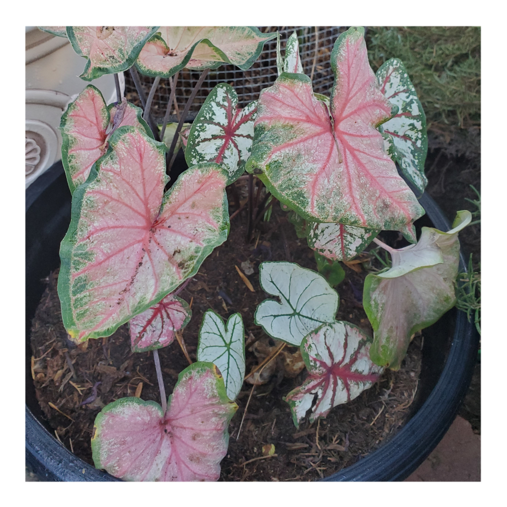 CALADIUM CHINOOK