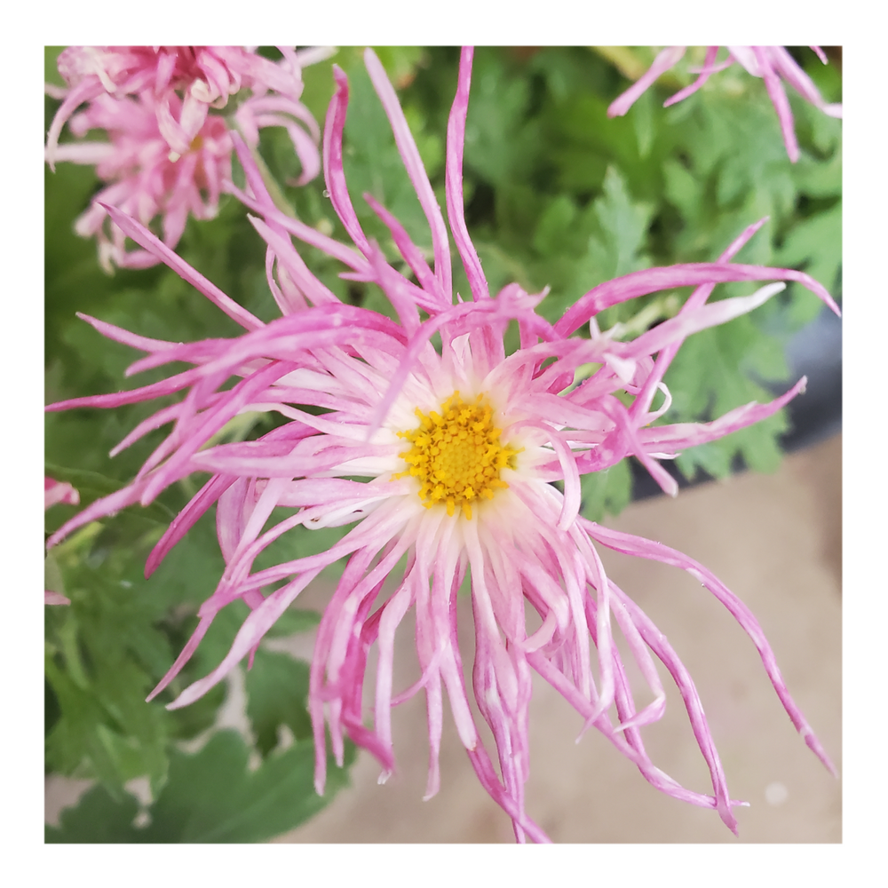 WHISP OF PINK MUMS