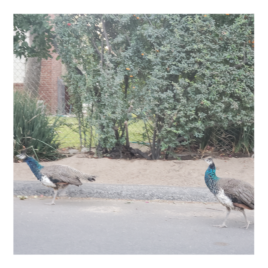 WILD PEACOCKS