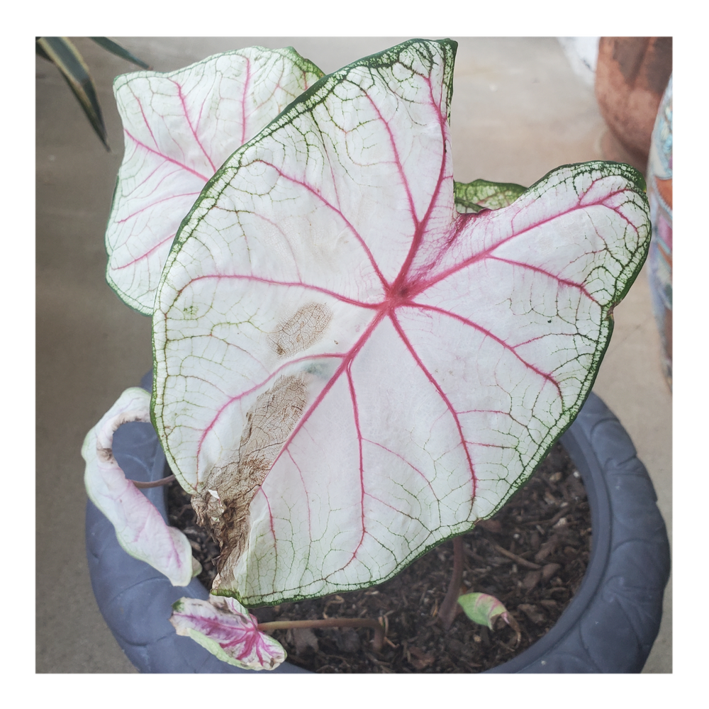 CALADIUM WHITE QUEEN