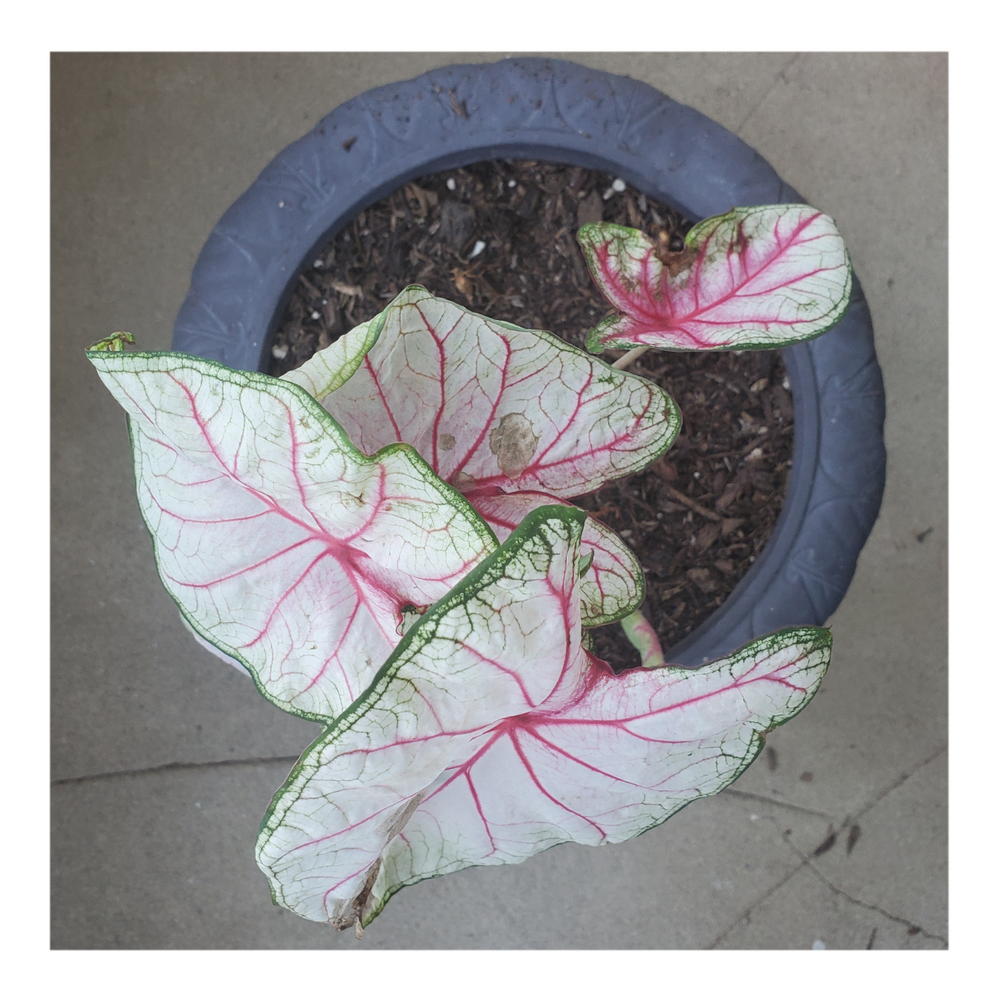 CALADIUM WHITE QUEEN